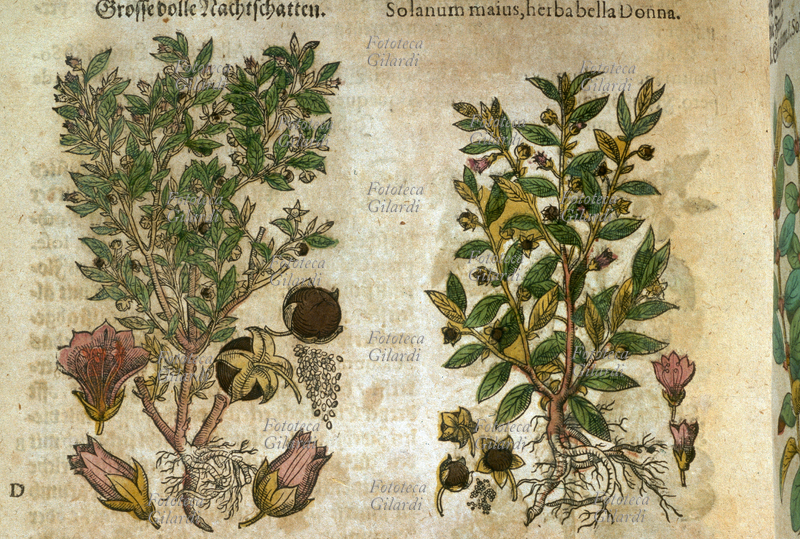 Herbaria Belladonna (Solanum majus) whole plant with roots, leaves, flowers, fruits and seeds, whole and sectioned. From \