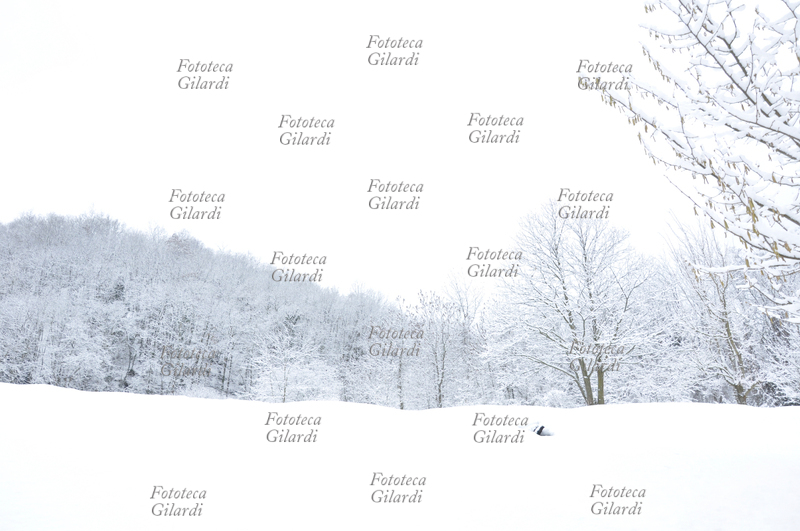 INVERNO veduta di bosco in collina, distesa di neve. Fotografia di Patrizia Piccini, Ponzone (AL) febbraio 2010