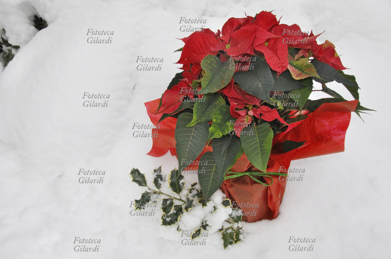POINSETTIA su manto di neve. Euphorbia pulcherrima, nota come Poinsettia; pianta ornamentale originaria del Messico, in Italia chiamata popolarmente Stella di Natale. La spettacolare fioritura invernale di un rosso intenso ne fa una apprezzata decorazione floreale tipicamente natalizia. Fotografia di Patrizia Piccini, Italia 2010