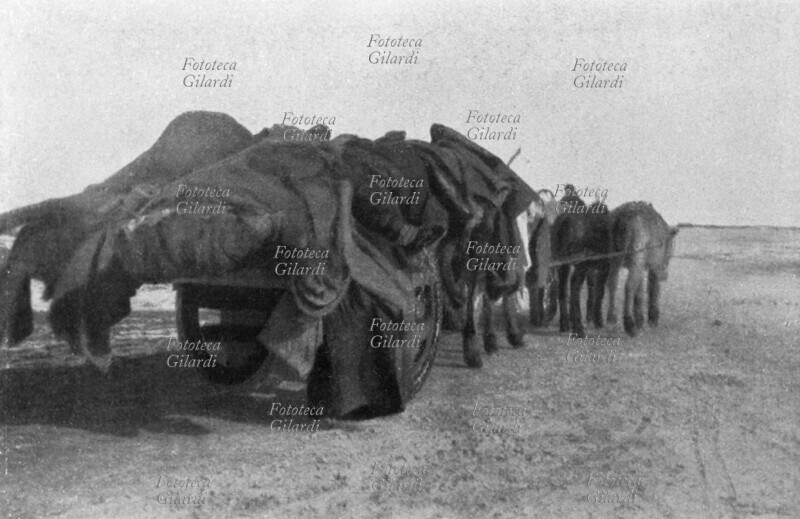 CINA un carro trainato da muli trasporta un mucchio di cadaveri anonimi che verranno bruciati tutti insieme in luoghi lontani dall\