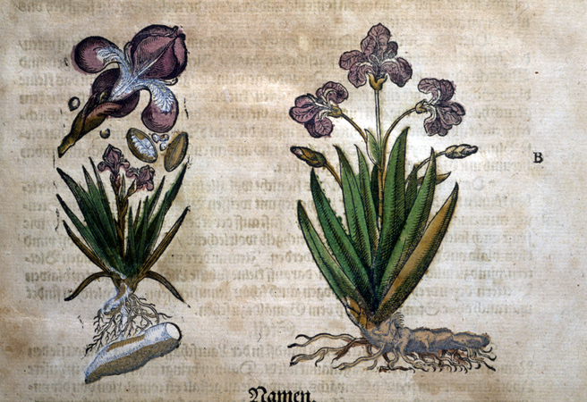 IRIS IRIS