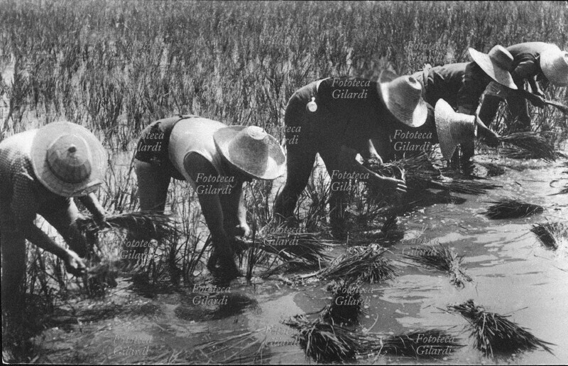 STORIA DEL MOVIMENTO OPERAIO Mondine al lavoro in risaia. Cartolina postale fotografica, veduta a taglio orizzontale. Italia, 1950 circa.