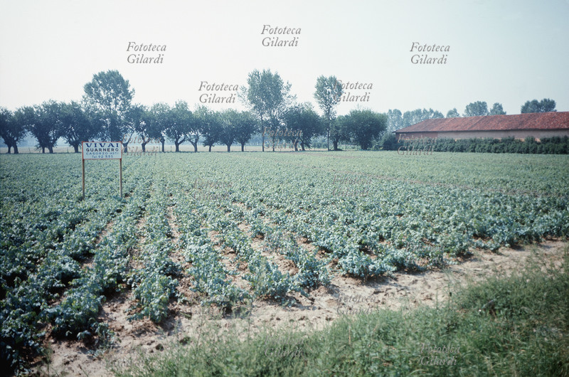 AGRICOLTURA vivaio di barbatelle di vite. La fotografia venne realizzata durante una ricerca sulla produzione viti-vinicola nell\