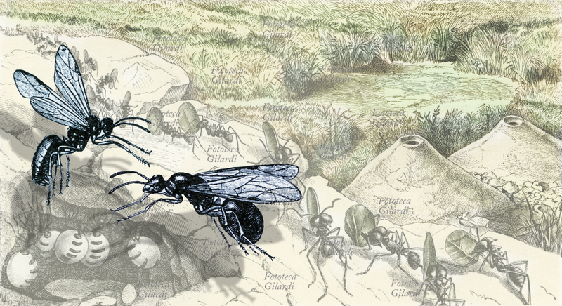 ZOOLOGIA Formiche, le formiche alate sono il maschio e la femmina destinate alla riproduzione, le operaie lavorano all\