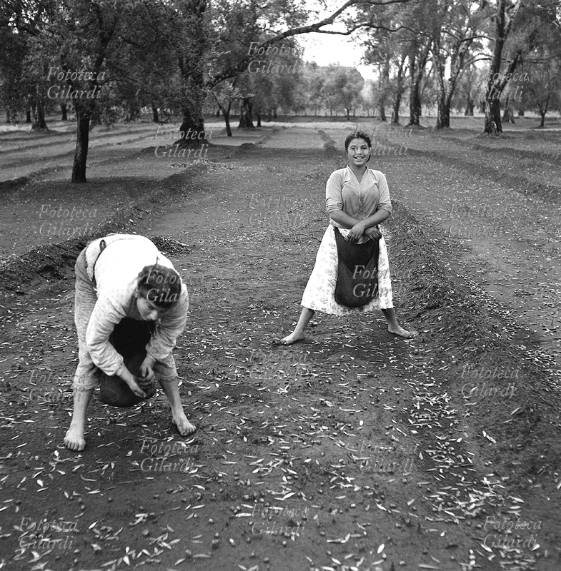 AGRICOLTURA giovanissima raccoglitrice di olive sorride serena e spavalda al fotografo alzando per un momento la schiena dal suo lavoro. Fotografia di Ando Gilardi (1921 - 2012) #andogilardi, da una serie presa a sostegno della Commissione di inchiesta sulle condizioni di lavoro delle raccoglitrici di olive in Calabria istruita nel novembre 1957 da sindacalisti della C.G.I.L. e figure associative e parlamentari di varia estrazione, usata poi anche per illustrare diversi fotoservizi di sintesi su \