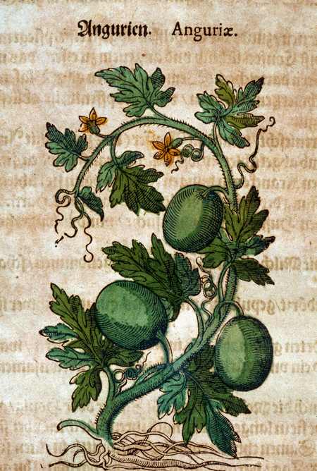 ANGURIA ANGURIA