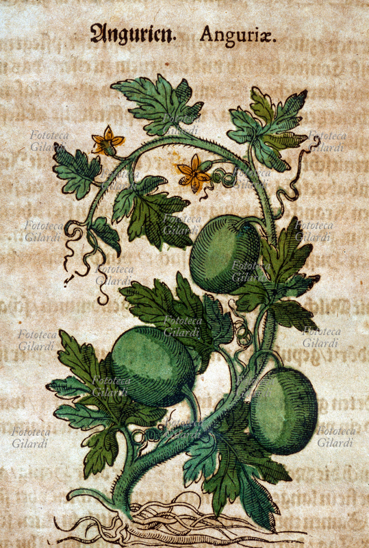 ERBARI Anguria. Pianta intera, comprese le radici, con fiori e frutti. Da \