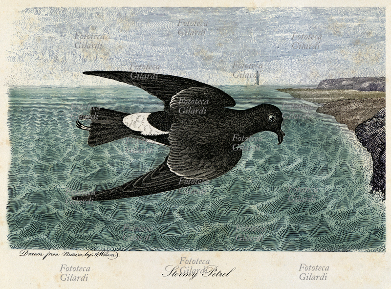 PROCELLARIA PELAGICA (Hydrobates pelagicus) l\