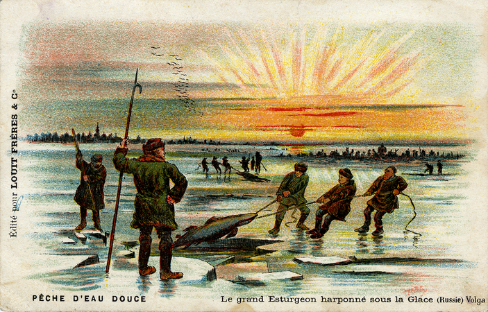 PESCA DELLO STORIONE