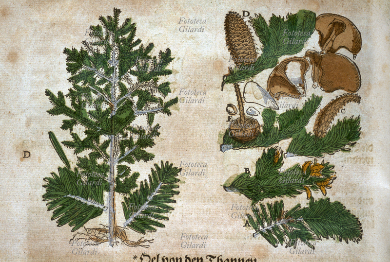 ERBARI Abies (Abete). Schema che illustra l\