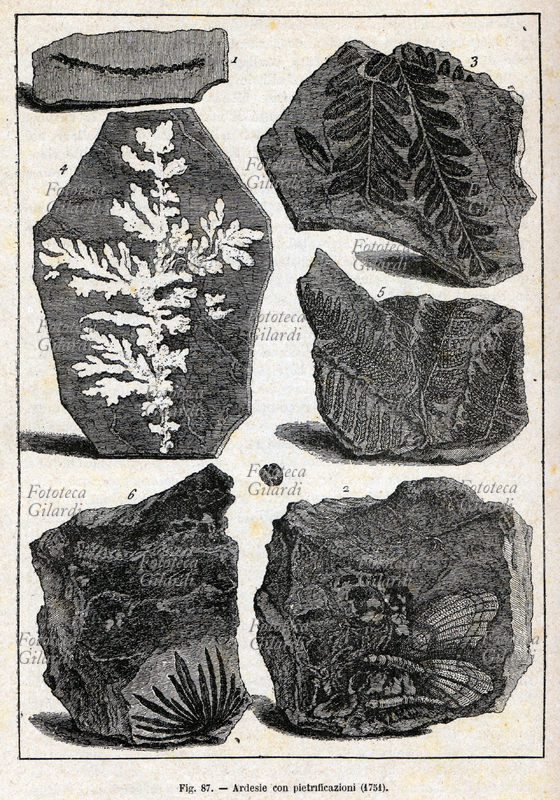 PREISTORIA Ardesie con pietrificazioni. Fossili ritrovati nel 1751. Incisione tratta da: «Il mondo prima della creazione dell\