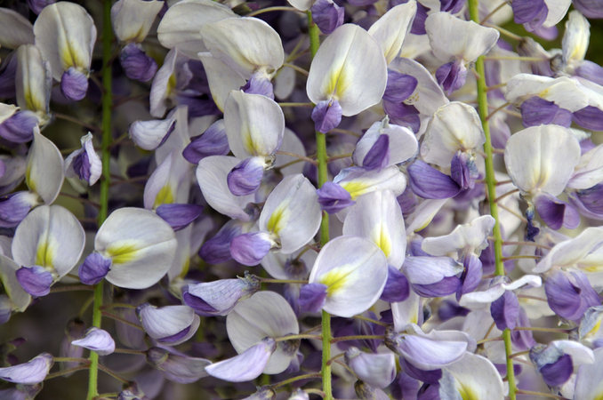 SFONDO DI GLICINE FIORITO