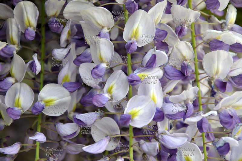 GLICINE (Wisteria sinensis) originaria della Cina, è una pianta arbustiva rampicante, rustica e vigorosa, con apparato radicale robusto che si espande facilmente, fusti volubili, che raggiungono i 1020 m di altezza a seconda del sostegno; foglie decidue, imparipennate, composte da 7-13 foglioline ovali-lanceolate con l\