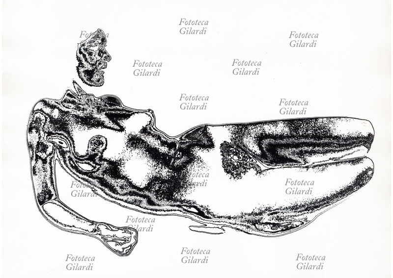 COLORI ARBITRARI elaborazione in profileografia con separazione dei toni di grigio in modo arbitrario di un nudo femminile (scansione da stampa vintage), secondo il sofisticato procedimento BN G ideato e realizzato da Ando Gilardi (1921 - 2012) #andogilardi negli anni Settanta, una tecnica foto-grafica di grande potenza espressiva e declinabilità, dai risultati definibili come precursori delle successive elaborazioni in digitale. Milano, 1975 circa.