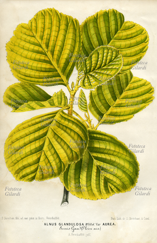 BOTANICA Alnus Glandulosa. Willd. Var. Aurea Semis Gand (Plein air). Foglie e germogli dell\