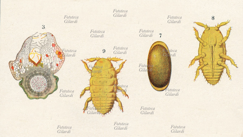 AGRICOLTURA dettaglio di tavola da enciclopedia illustrante la \