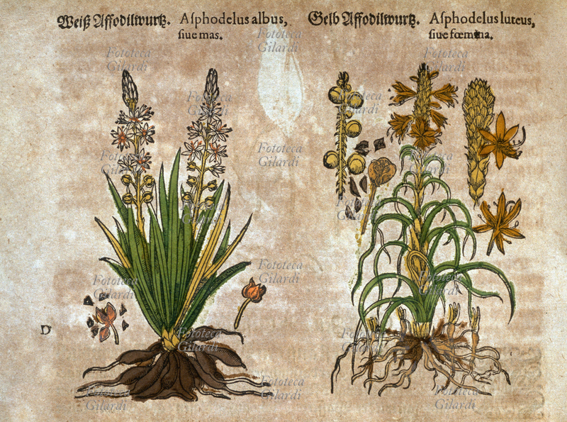 ERBARI Asfodelo bianco e giallo, maschio e femmina (Asphodelus albus sive mas, Asphodelus luteus sive foemina). Pianta largamente diffusa nei pascoli, il gambo dell\