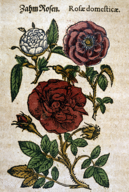 ROSA COLTIVATA