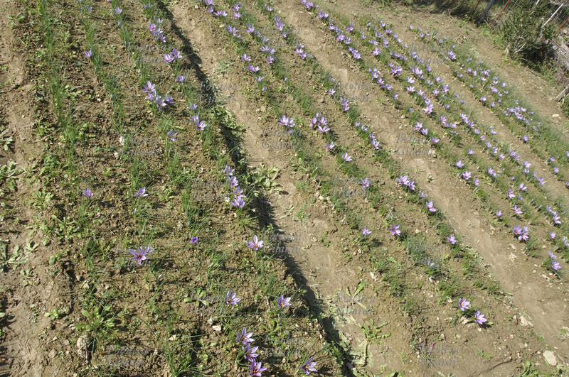 ZAFFERANO Fioritura di Crocus sativus, pianta della famiglia delle Iridaceae; coltivazione biologica su appezzamento di terreno in Basso Piemonte (Monferrato). La graziosa pianta da bulbo è coltivata in Asia minore e in molti paesi del bacino del Mediterraneo tra i quali l\