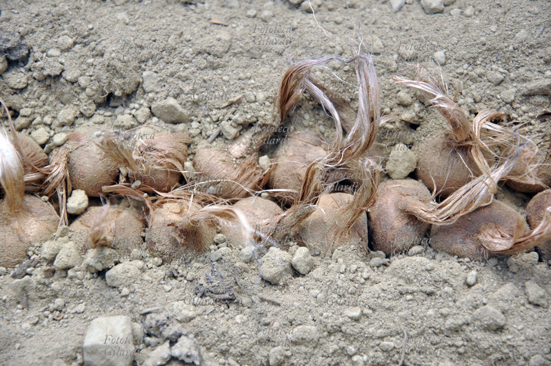 LA SEMINA DELLO ZAFFERANO (Crocus sativus) pianta della famiglia delle Iridaceae. Come si presentano i bulbi a dimora, dopo una prima copertura manuale leggera del solco; visione molto ravvicinata. Coltivazione biologica in Basso Piemonte (Monferrato). La graziosa pianta da bulbo è coltivata in Asia minore e in molti paesi del bacino del Mediterraneo tra i quali l\