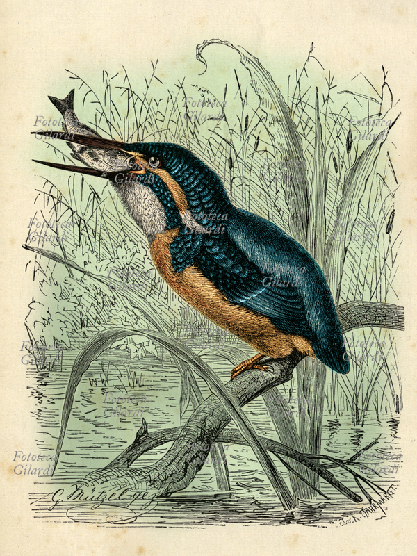 UCCELLI Martin pescatore comune (Alcedo atthis) ingozza un pesce; uccello coraciforme della famiglia degli Alcedinidi detto anche alcione, è la specie più comune della famiglia e l\