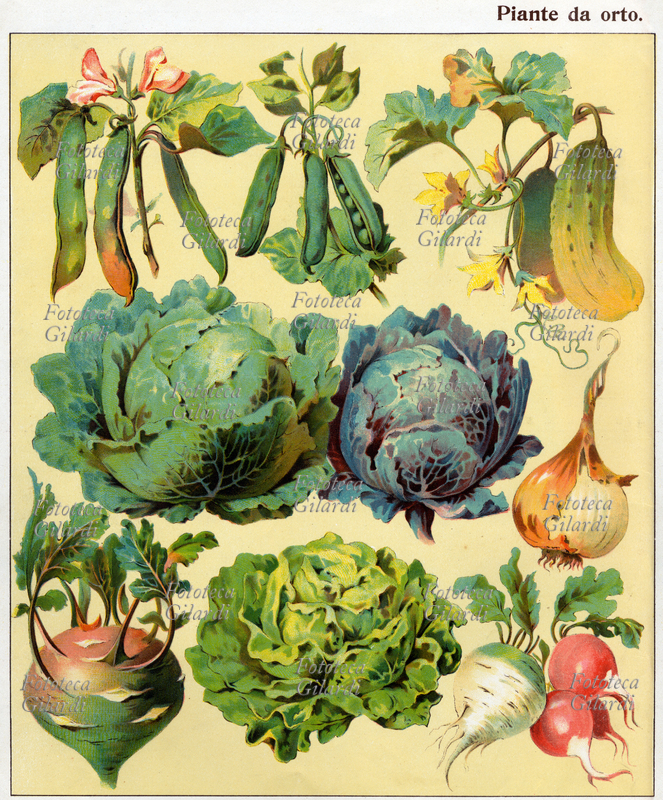 BOTANICA Tavola raffigurante i prodotti dell\