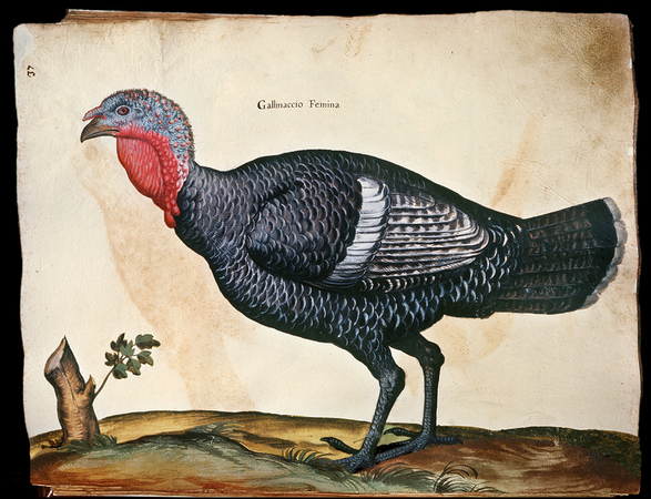 GALLINACCIO FEMMINA TACCHINA