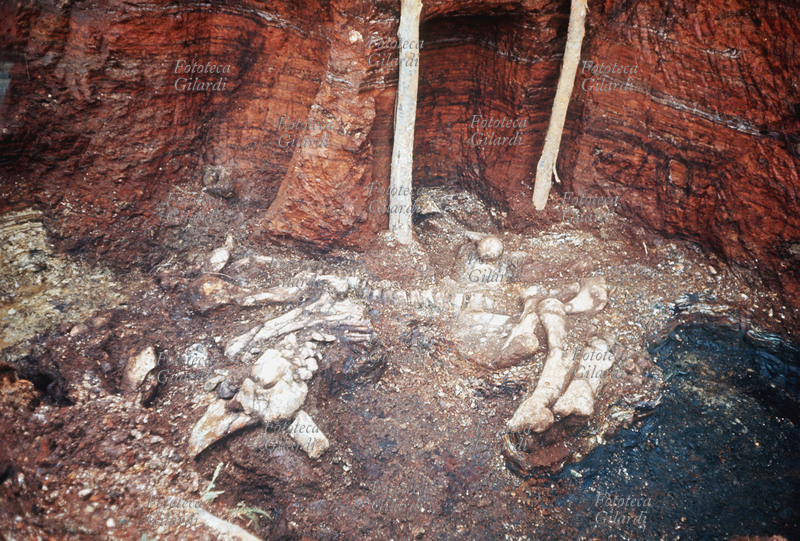 PREISTORIA Scavo paleontologico in cui è stato trovato uno scheletro di Elefante Nano fossile. La spedizione è stata organizzata dall\