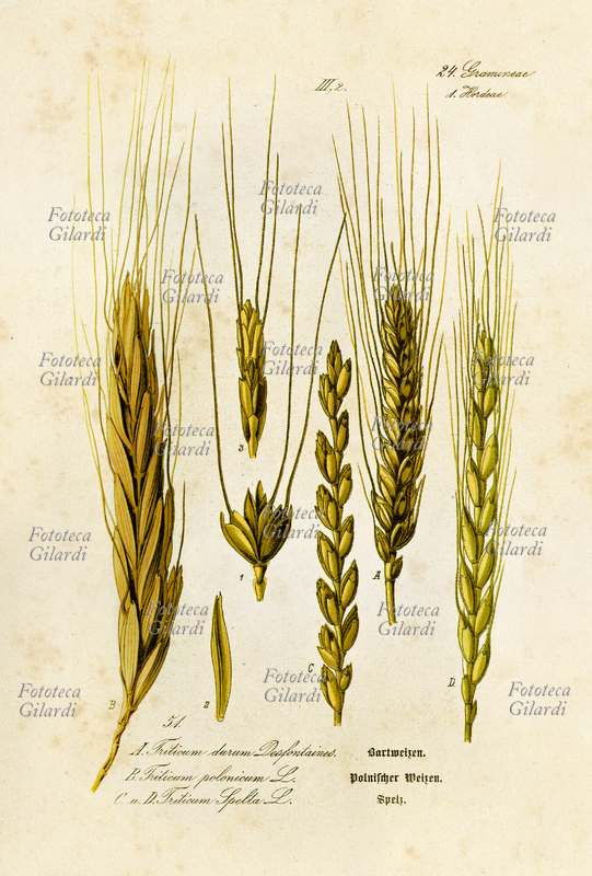 BOTANICA Triticum durum; triticum polonicum; triticum spelta. Grano duro, Grano di Polonia, Farro, varie qualità  di frumento tavola illustrata da trattato di botanica di Otto Wilhelm Thomé, 1885