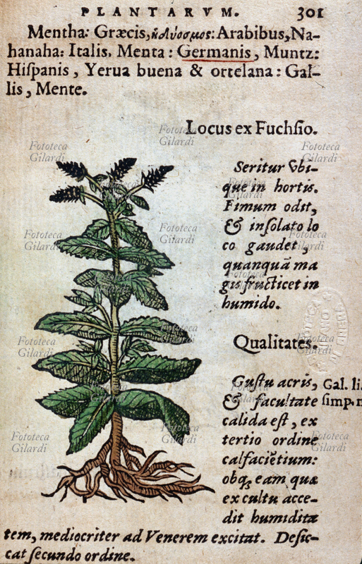 ERBARI Mint (Mentha) Above, the name of the plant in the most common languages. Page from: "Historia plantarum: Earum imagines, nomenclaturae, qualitates et natal solum Quibus accessere simplicium medicamentoru facultates, secundum locos et generates ex Diosc." by Anton Pinatei and Petri Andreae Matthioli from Dioscorides (see also silent version in # 40051). Gabrielem Coterium, Lyon, 1561.