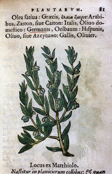 OLIVO OLIVO