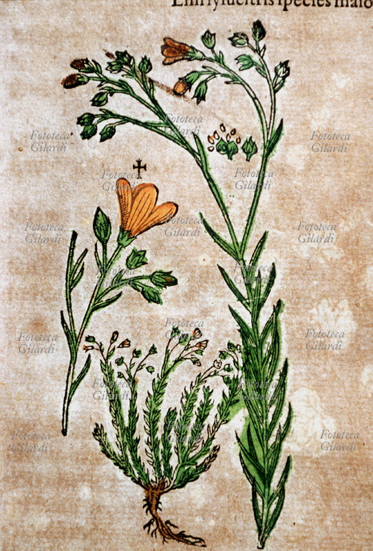 ERBARI Lino selvatico (Lini sylvestre flore luteo)insieme della pianta, dettagli di un ramo, di un fiore e dei semi. Da \