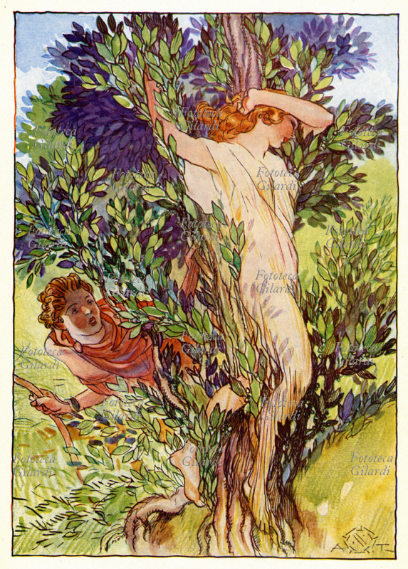 MITOLOGIA Apollo raggiunge la pura Dafne tragicamente mutata in lauro. Illustrazione dal volume di Mary Tibaldi Chiesa \