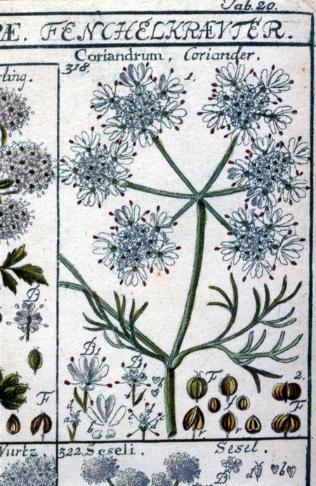 CORIANDOLO CORIANDOLO