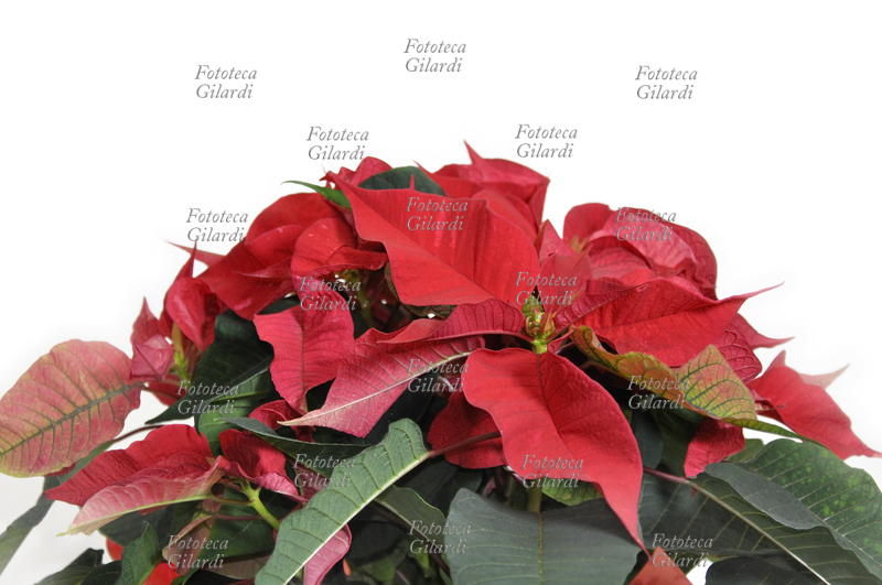 POINSETTIA Euphorbia pulcherrima, nota come Poinsettia; pianta ornamentale originaria del Messico, in Italia chiamata popolarmente Stella di Natale. La spettacolare fioritura invernale di un rosso intenso ne fa una apprezzata decorazione floreale tipicamente natalizia. Fotografia di Patrizia Piccini, Italia 2010