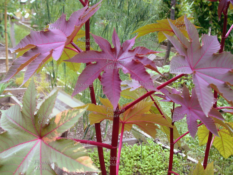 RICINO Ricinus Communis, famiglia delle Euphorbiaceae, ricino. Dai semi si estrae l\