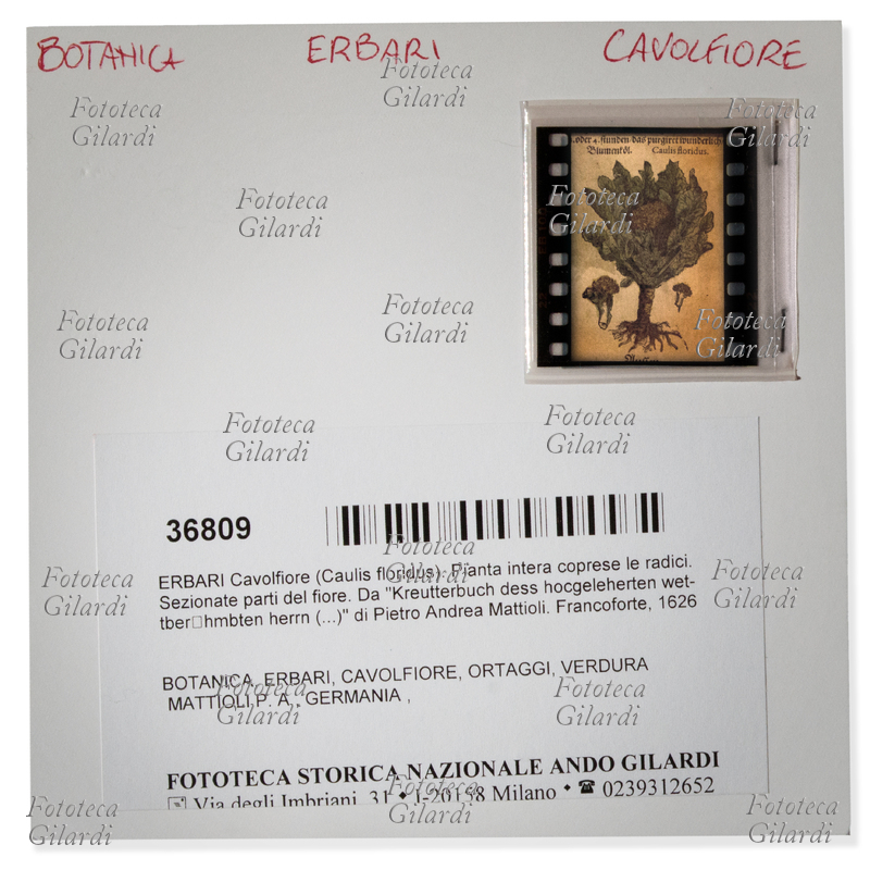 ARCHIVIAZIONE Fototeca Storica Nazionale Ando Gilardi - scheda d\