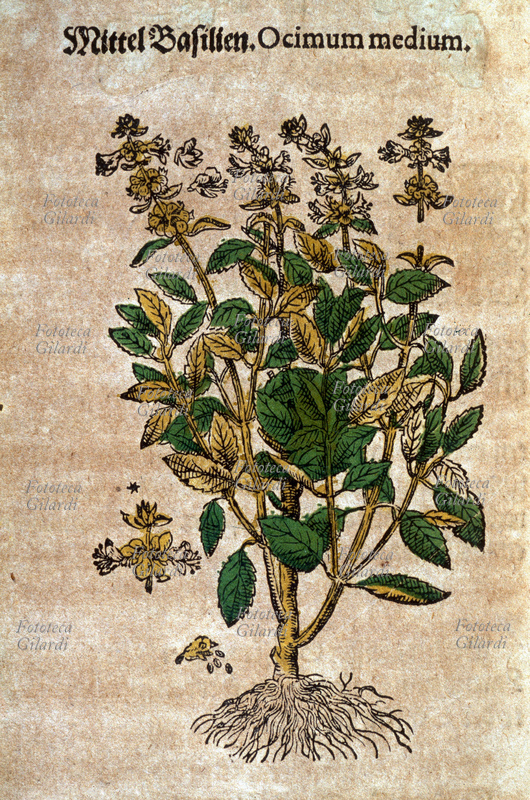 ERBARI Basilico medio (Ocimum medium). Pianta intera sradicata con fiori, dettagli dei fiori e dei semi. Da \