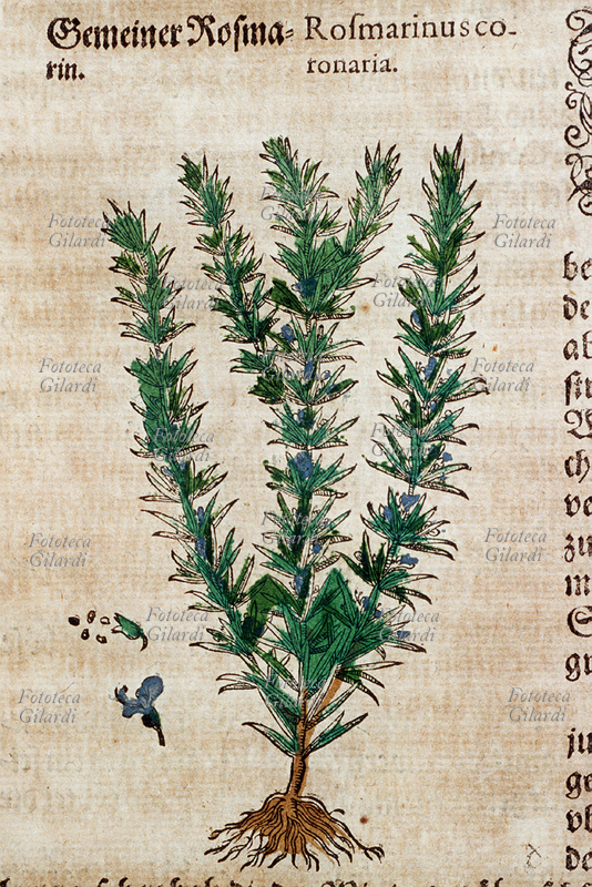ERBARI Rosmarino (Rosmarinus Coronaria). Pianta intera con fiori, comprese le radici. Dettaglio dei fiori e dei semi. Da \