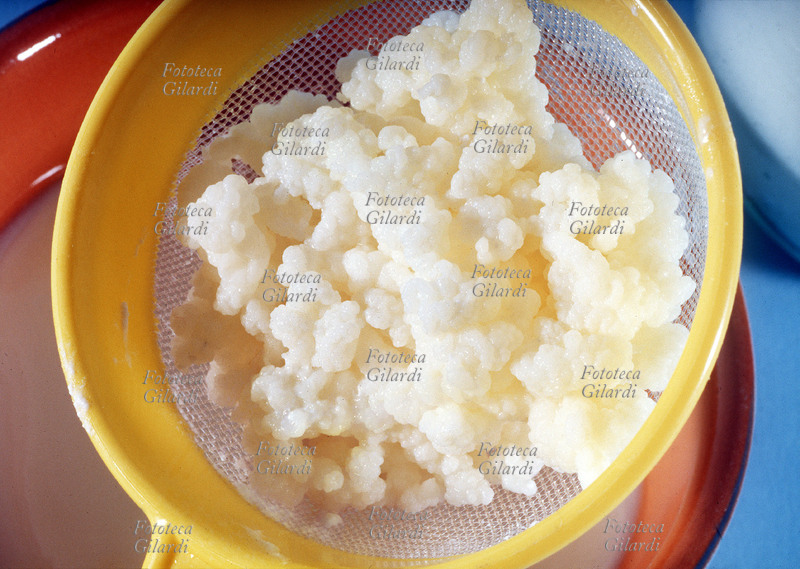 FERMENTAZIONE Fermenti lattici per la produzione di yogurt naturale. I lactobatteri sono necessari al processo di ossidoriduzione del lattosio, che viene trasformato in acido lattico. Italia, 1990 circa