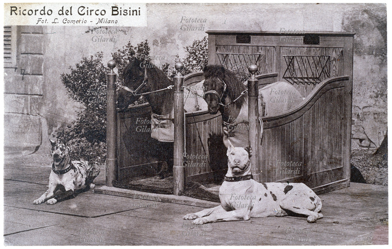CIRCO «Ricordo del Circo Bisini»: due pony legati in una elegante doppia posta in legno, e due alani accucciati ai lati; si presume che i cani se fossero in piedi sarebbero alti quasi quanto i cavallini. Fotografia di Luca Comerio (19 novembre 1878 – 5 luglio 1940), Milano. Cartolina postale spedita il 22 agosto 1912.