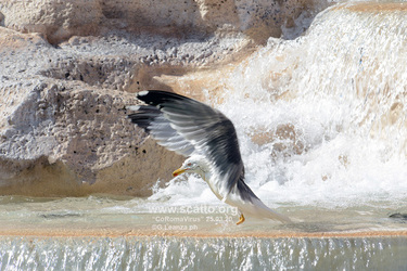 25.03.2020 quot CoRomaVirus Controls quot . G.Leanza ph