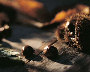 CASTAGNE NEL RICCIO