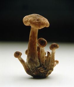 FUNGHI CHIODINI
