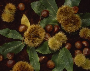 CASTAGNE NEL RICCIO