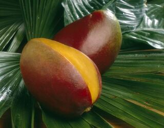 MANGO