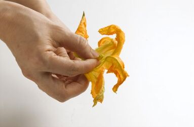FIORI DI ZUCCA FARCITI IN PASTELLA FIORI DI ZUCCA FARCITI IN PASTELLA