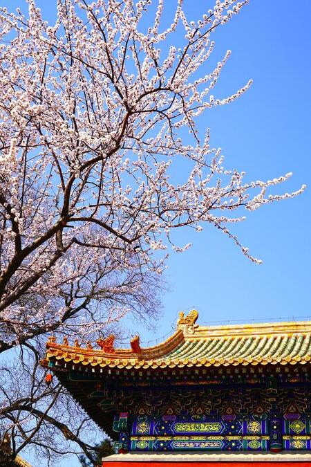 Beijing s Beihai Park Peach Blossoms Reach Full Bloom Beijing s Beihai Park Peach Blossoms Reach Full Bloom