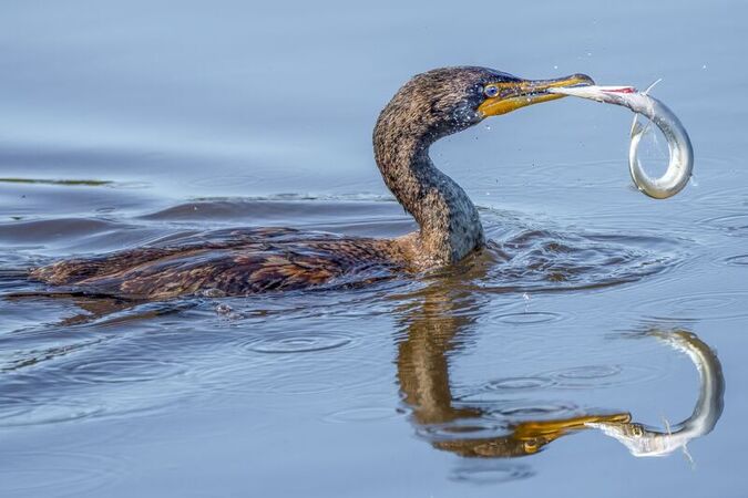USA il cormorano con la lingua di pesce di ago l illusione ottica che ha incantato la Florida USA il cormorano con la lingua di pesce di ago l illusione ottica che ha incantato la Florida
