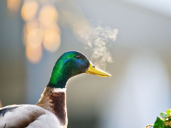 Animali Germania un anatra sembra fumare nell aria fredda Animali Germania un anatra sembra fumare nell aria fredda